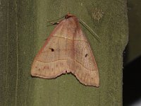 Red-Lined Panopoda Moth